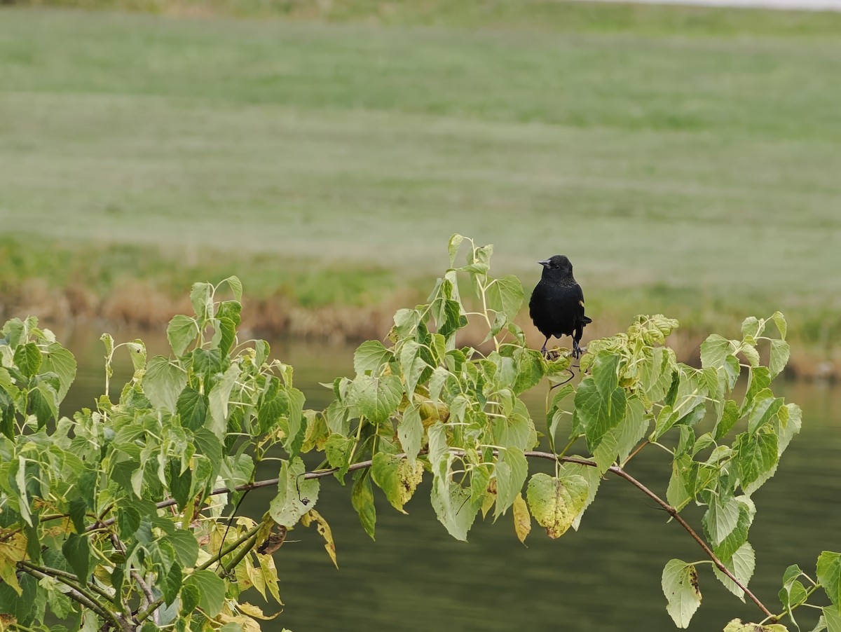 Red-winged Blackbird - ML643895509