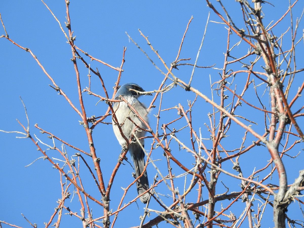 Woodhouse's Scrub-Jay - ML643895515