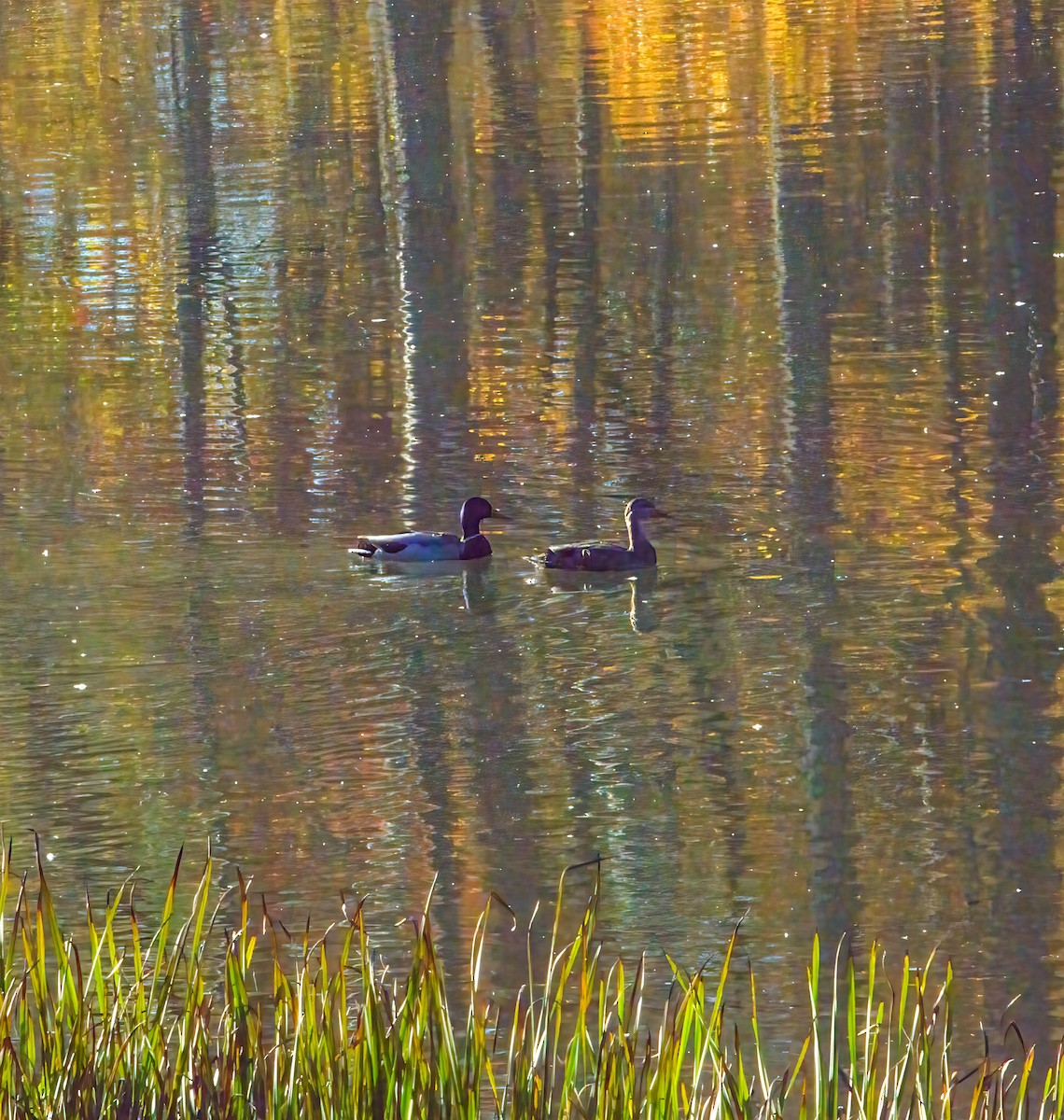 Зэрлэг нугас - ML643895547