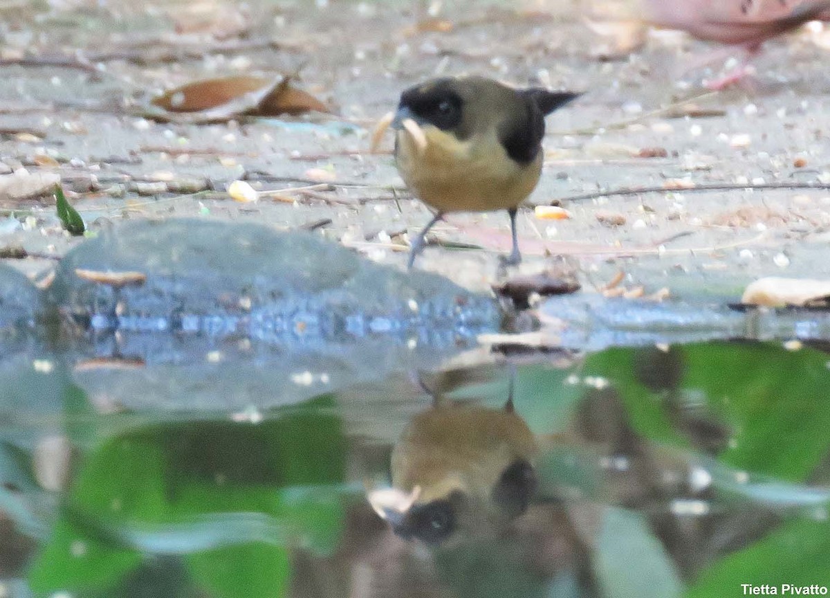 ヒゲフウキンチョウ - ML643895550