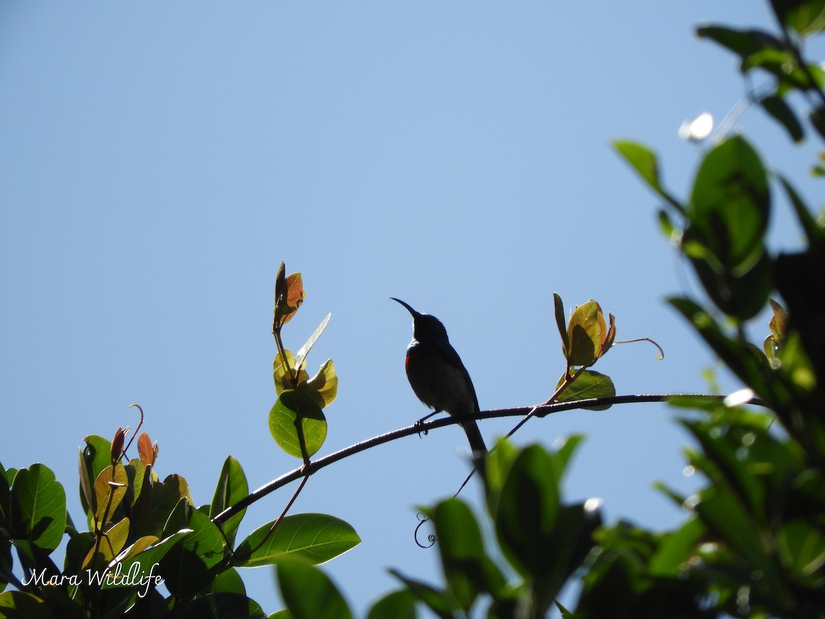 Southern Double-collared Sunbird - ML643895576