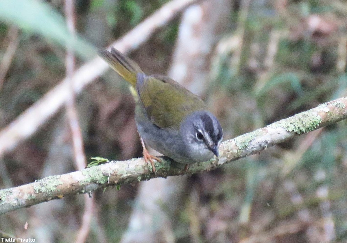 White-browed Warbler - ML643895583