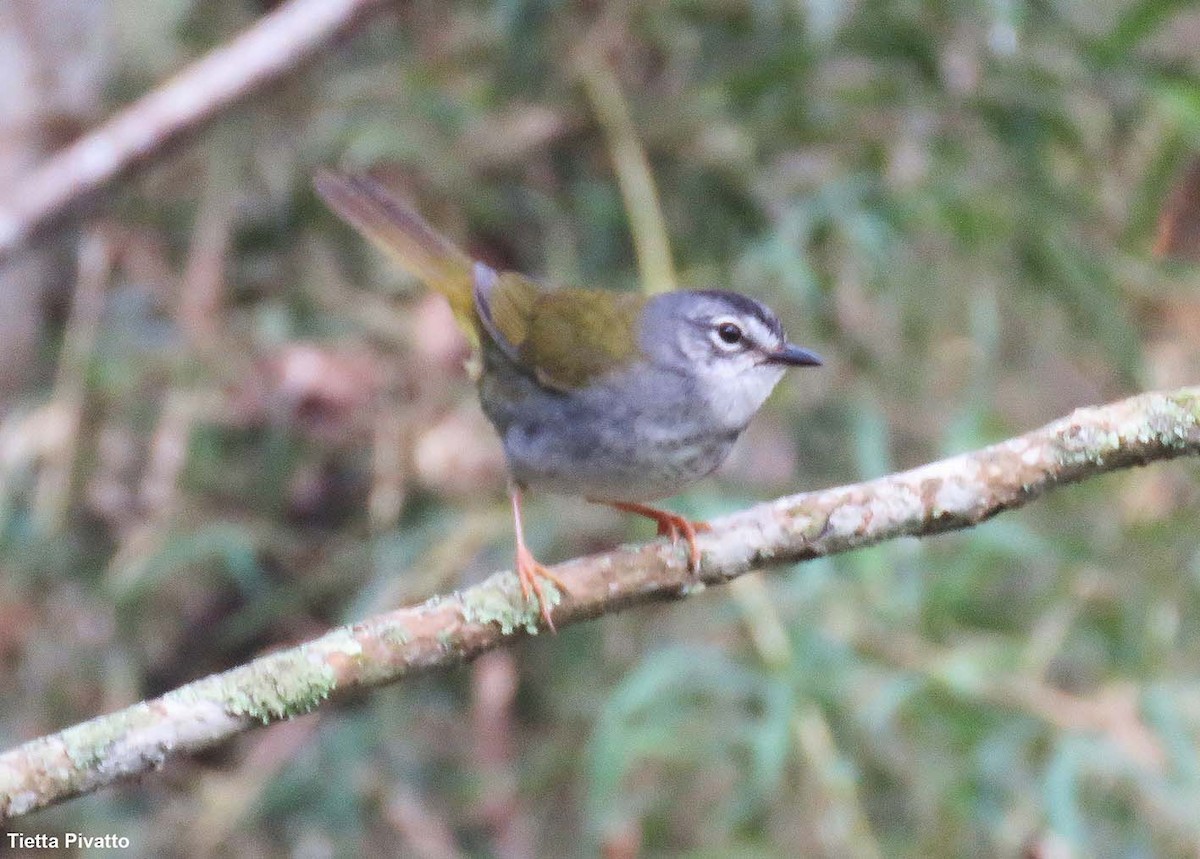 White-browed Warbler - ML643895584