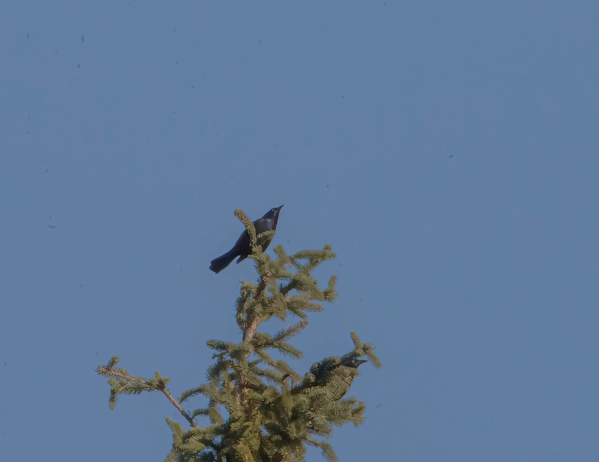 Common Grackle - ML643895593