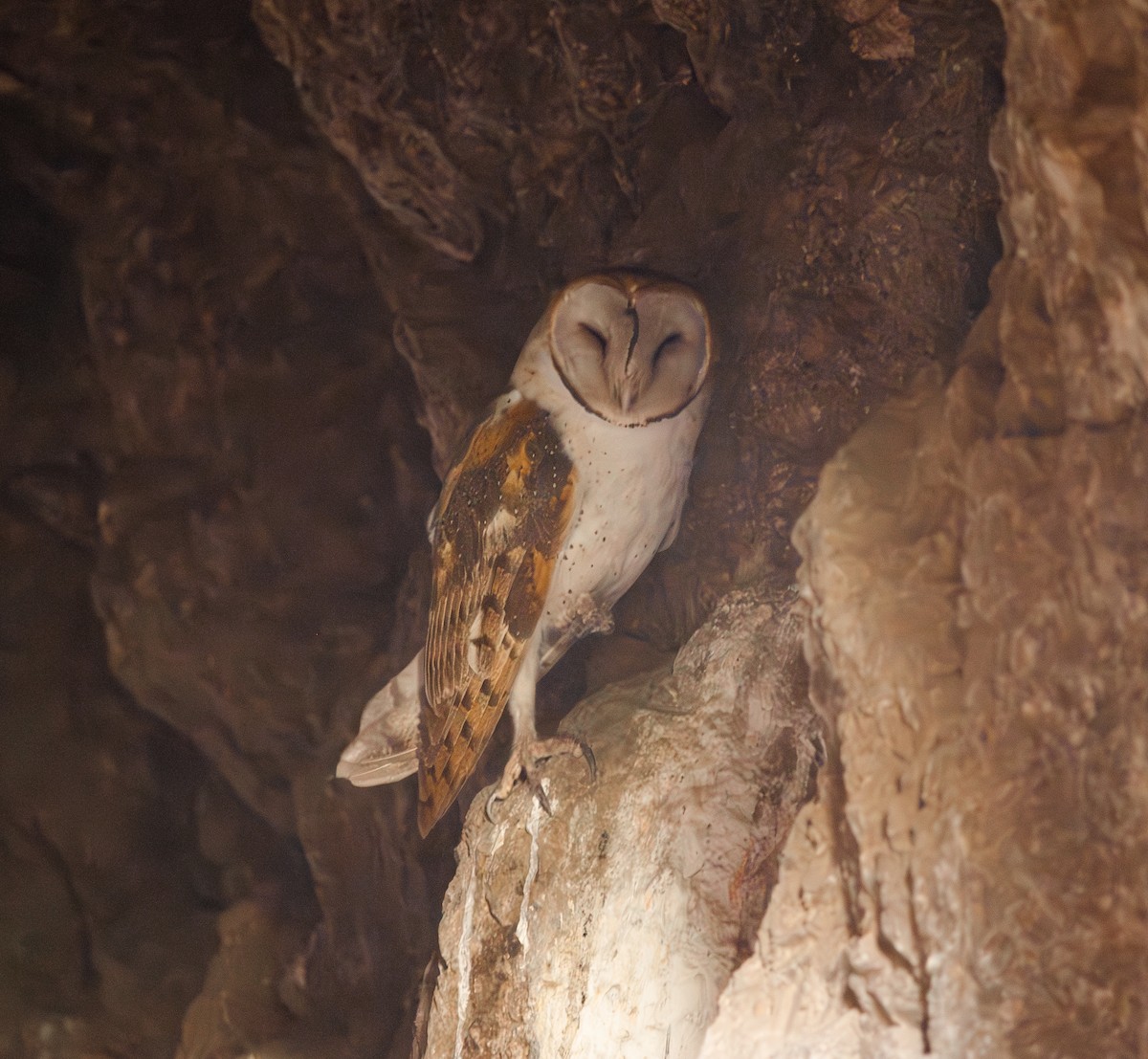 American Barn Owl - ML643895613