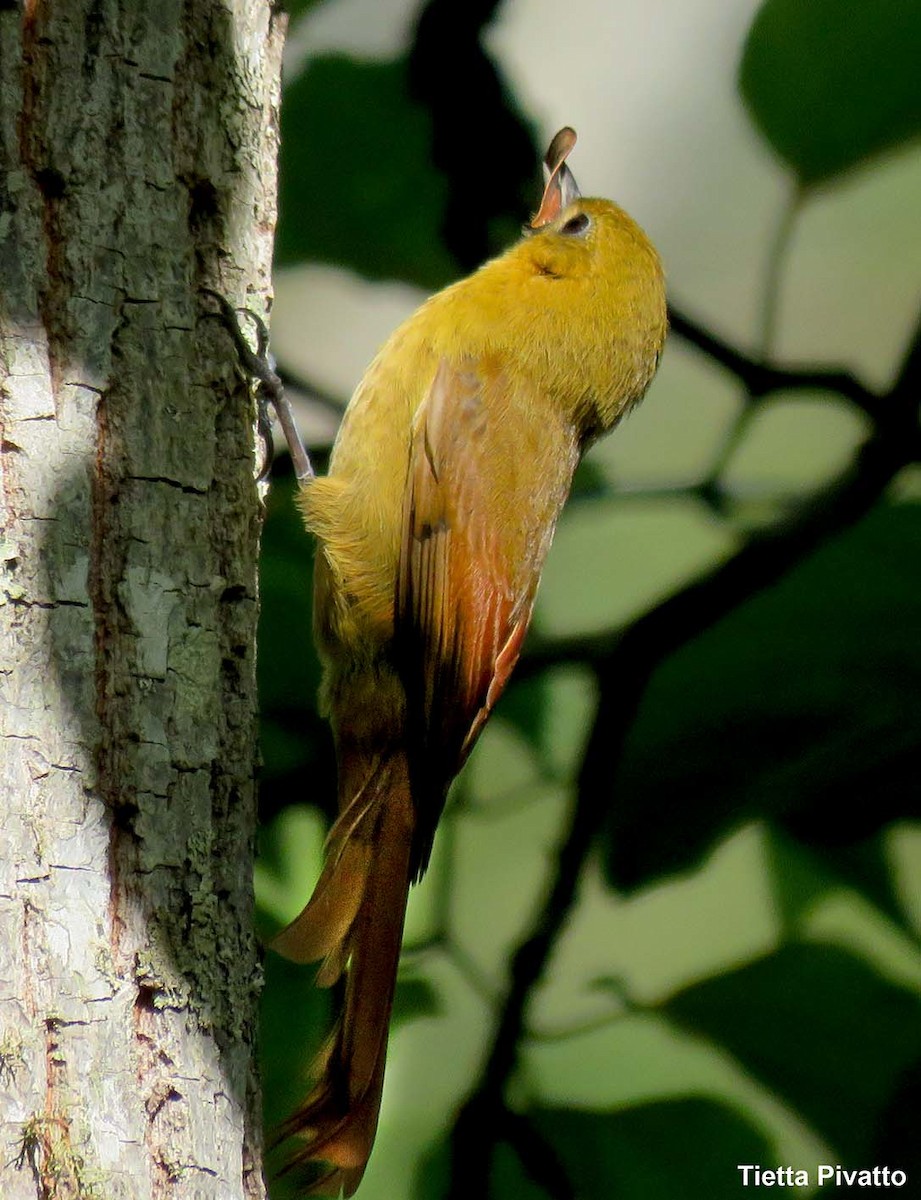 Olivaceous Woodcreeper - ML643895615