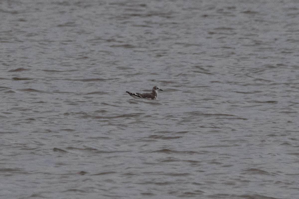 Sabine's Gull - ML643895628