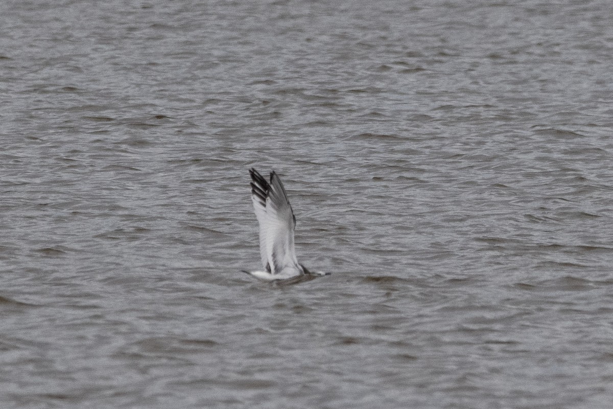 Sabine's Gull - ML643895629