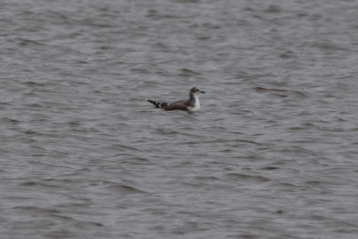 Sabine's Gull - ML643895630