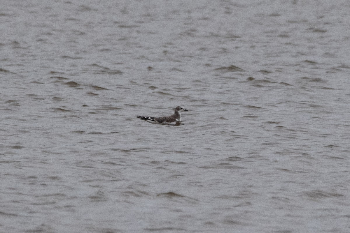 Sabine's Gull - ML643895631