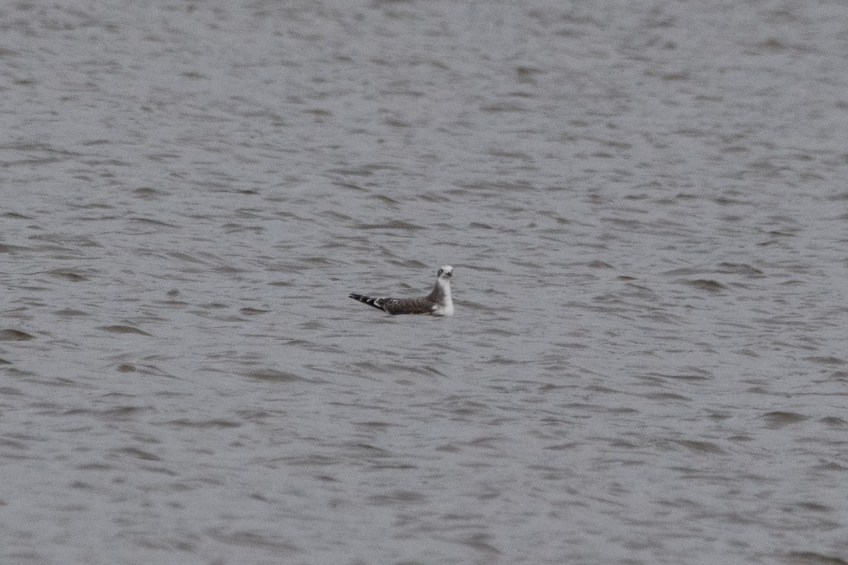 Sabine's Gull - ML643895632