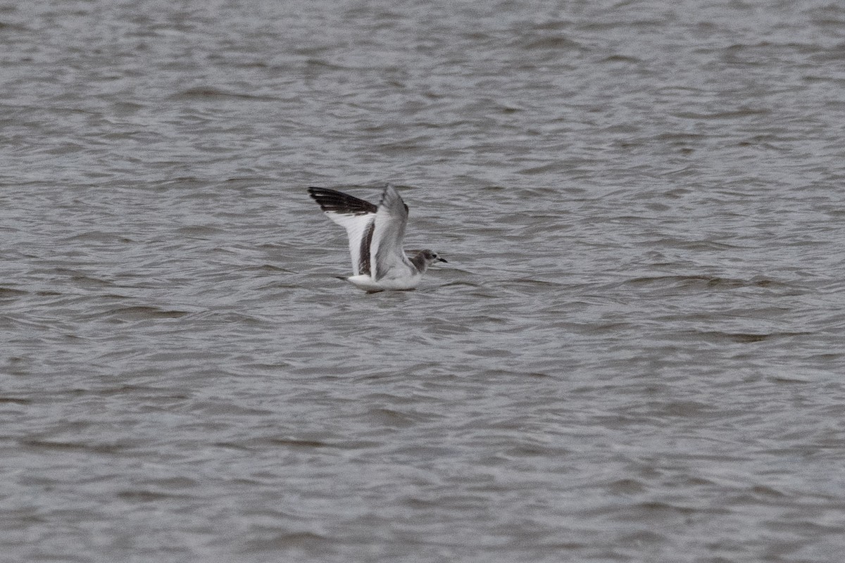 Sabine's Gull - ML643895633