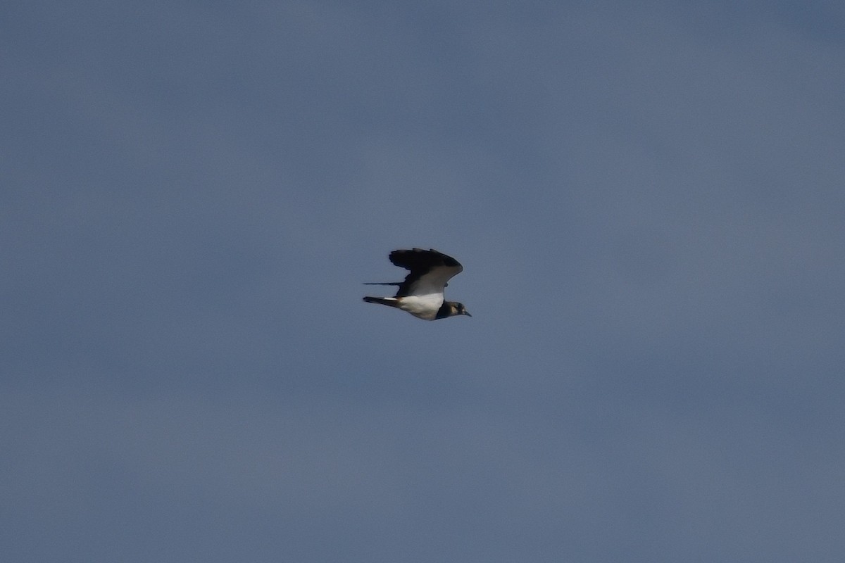 Northern Lapwing - ML643895648