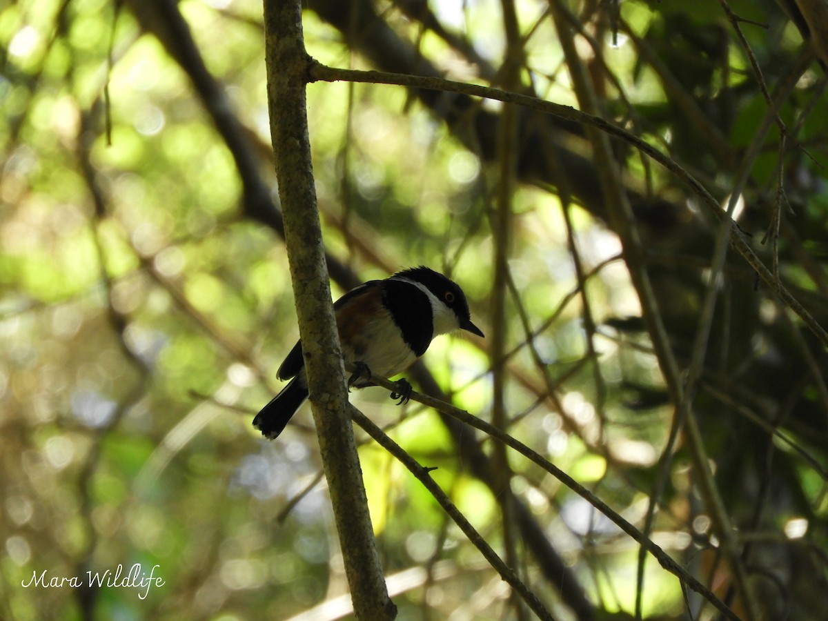 ムナグロセワタビタキ - ML643895652