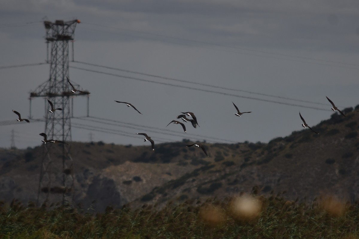 Northern Lapwing - ML643895658