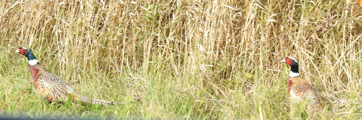 コウライキジ - ML643895660