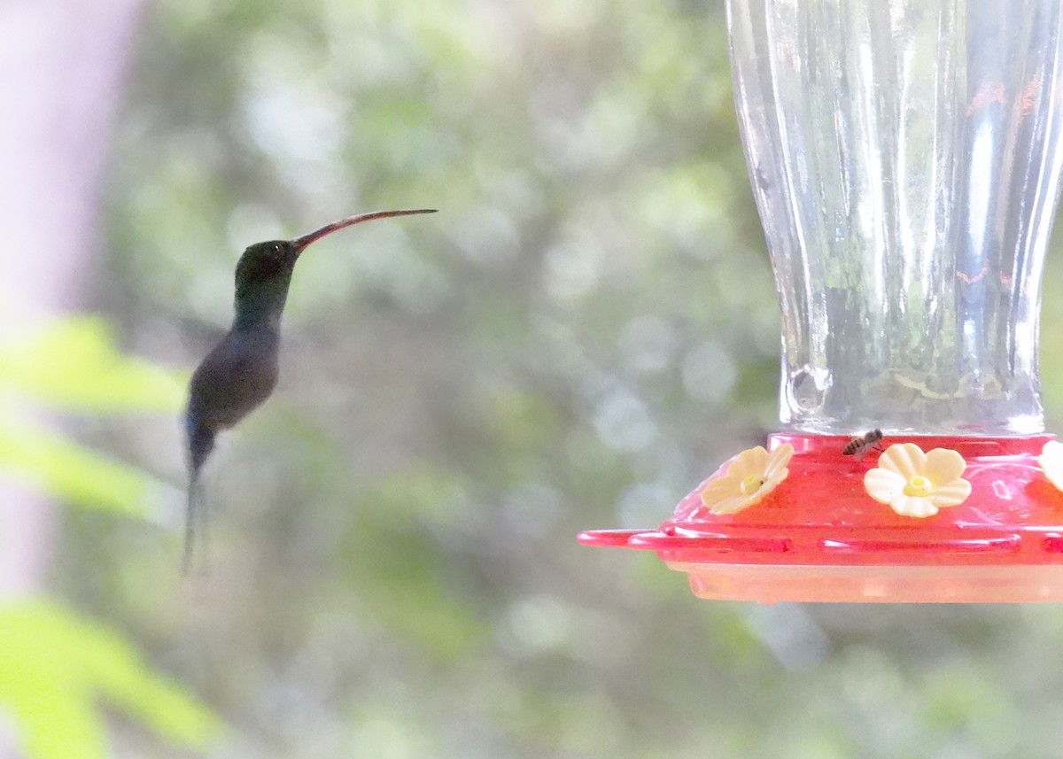 Зелёный колибри-отшельник - ML643895662