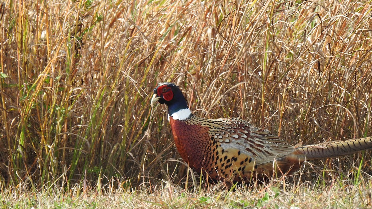 コウライキジ - ML643895663