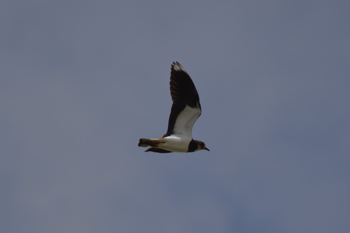 Northern Lapwing - ML643895667
