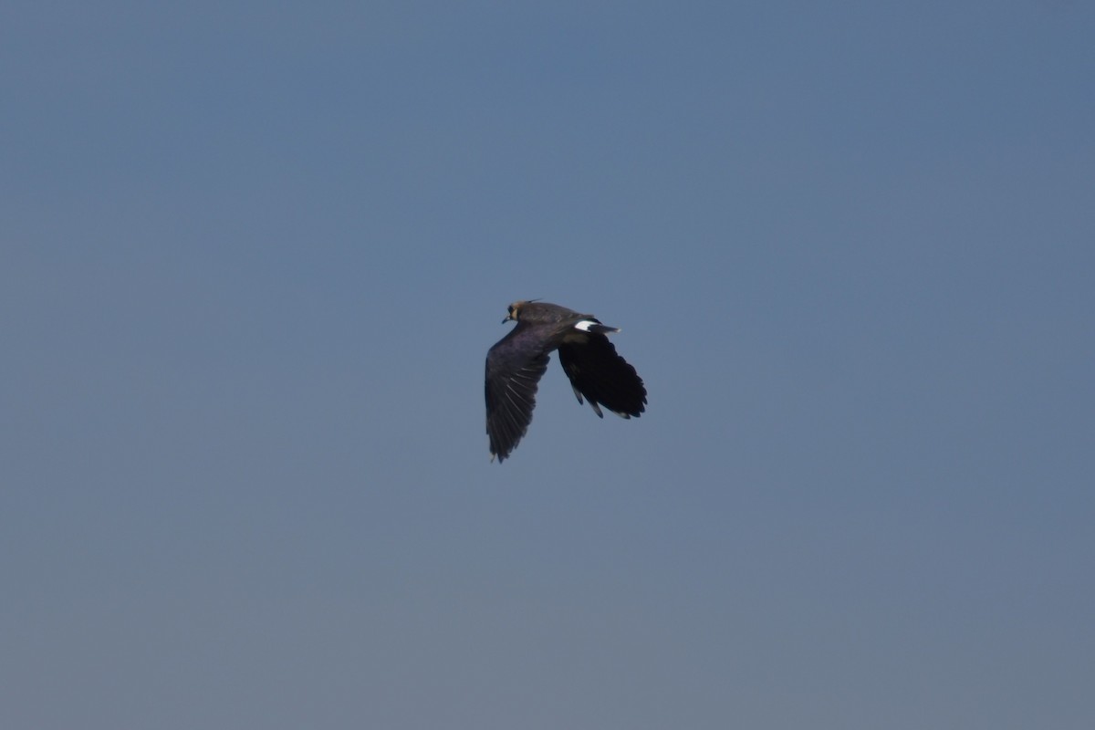 Northern Lapwing - ML643895669