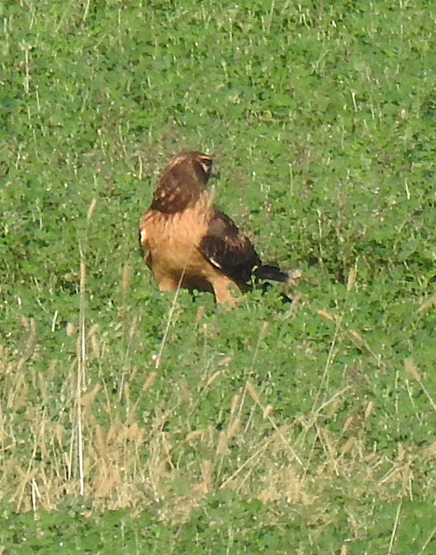 アメリカハイイロチュウヒ - ML643895671