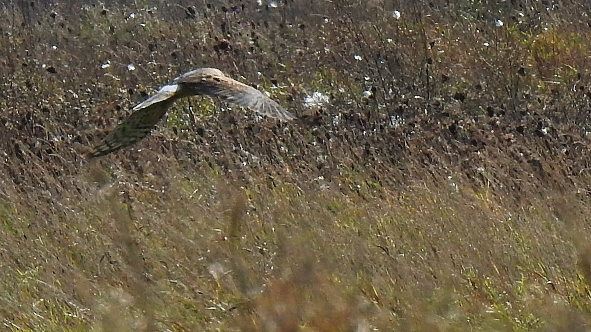 アメリカハイイロチュウヒ - ML643895672