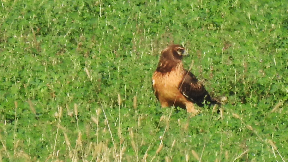 アメリカハイイロチュウヒ - ML643895673