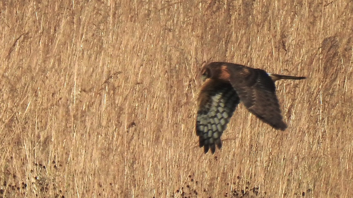 アメリカハイイロチュウヒ - ML643895674