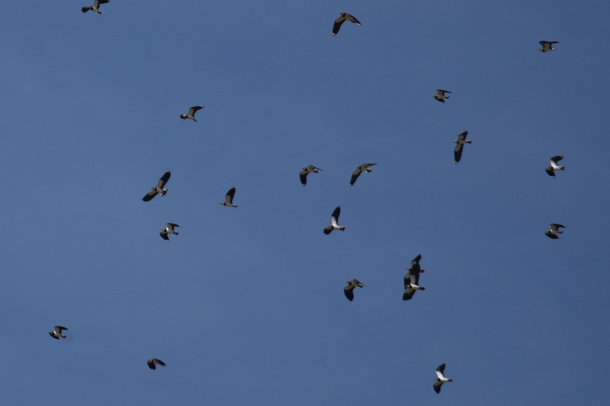 Northern Lapwing - ML643895675