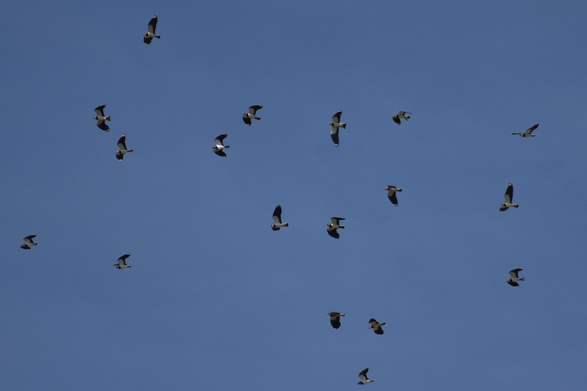 Northern Lapwing - ML643895680