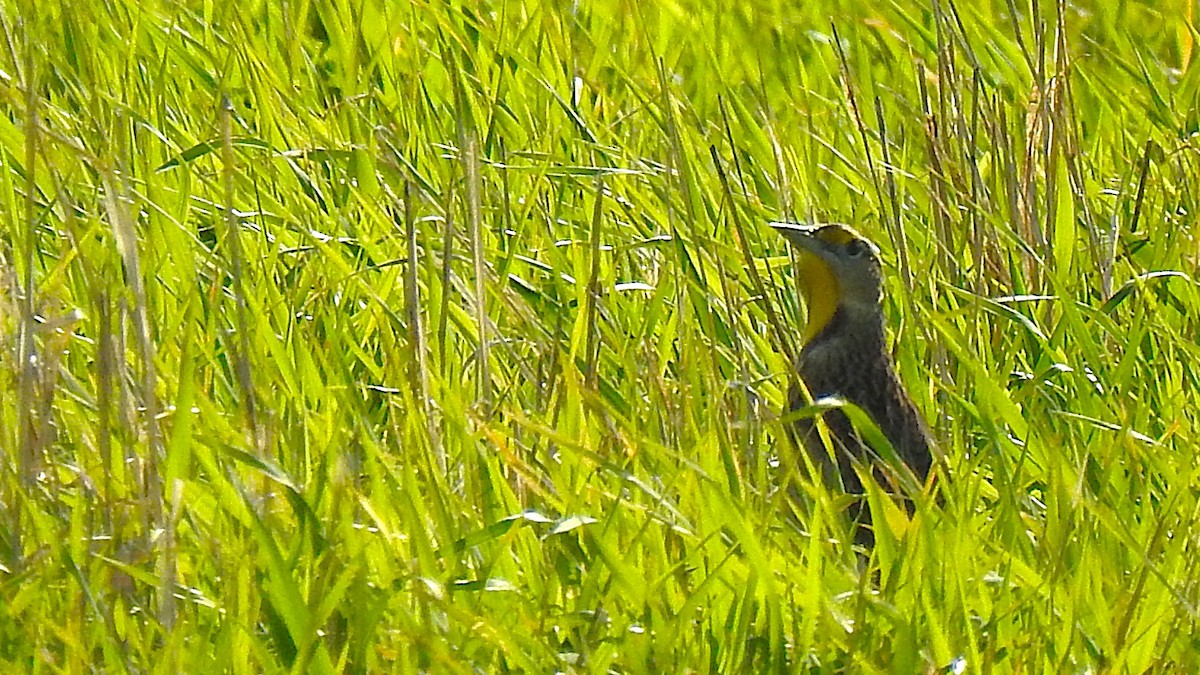 ヒガシマキバドリ - ML643895683