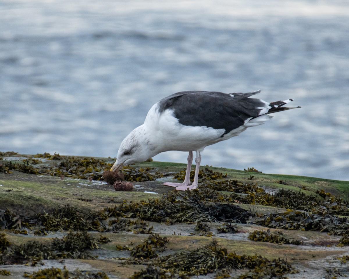 Gavión Atlántico - ML643895687