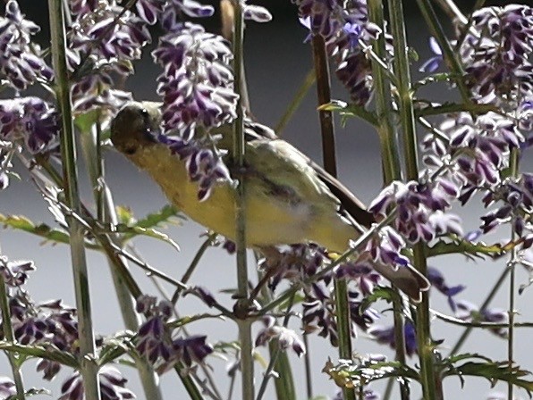 Lesser Goldfinch - ML643895694