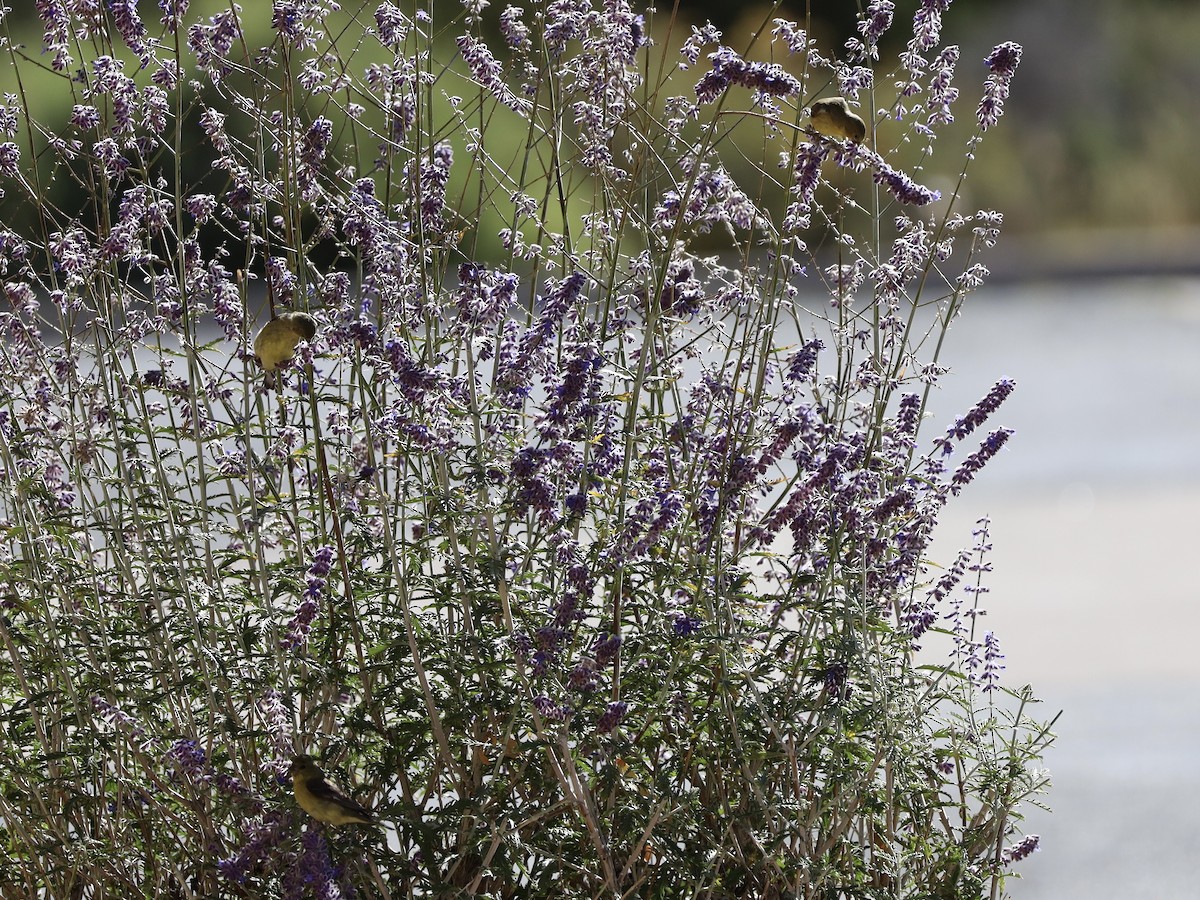 Lesser Goldfinch - ML643895704