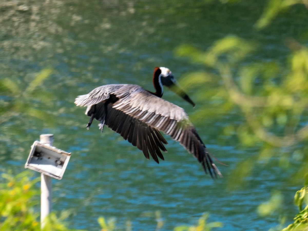 Brown Pelican (Southern) - ML643895707