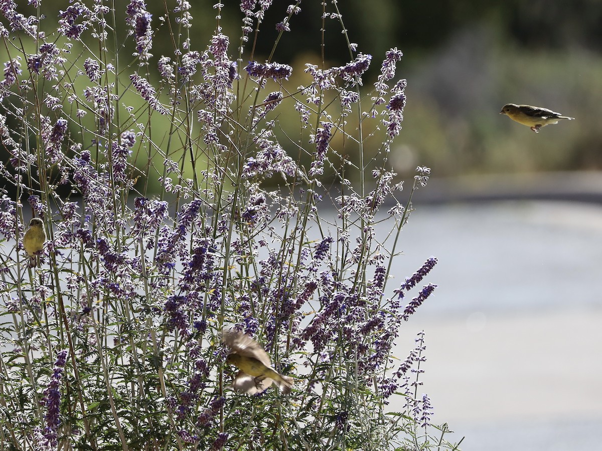 Lesser Goldfinch - ML643895710
