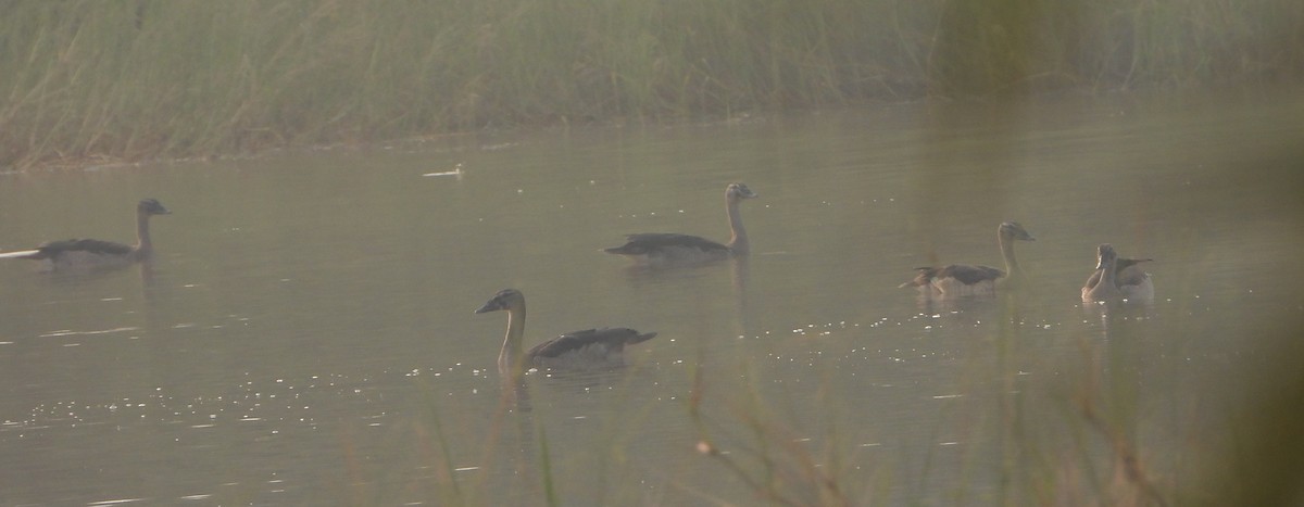 Knob-billed Duck - ML643895711