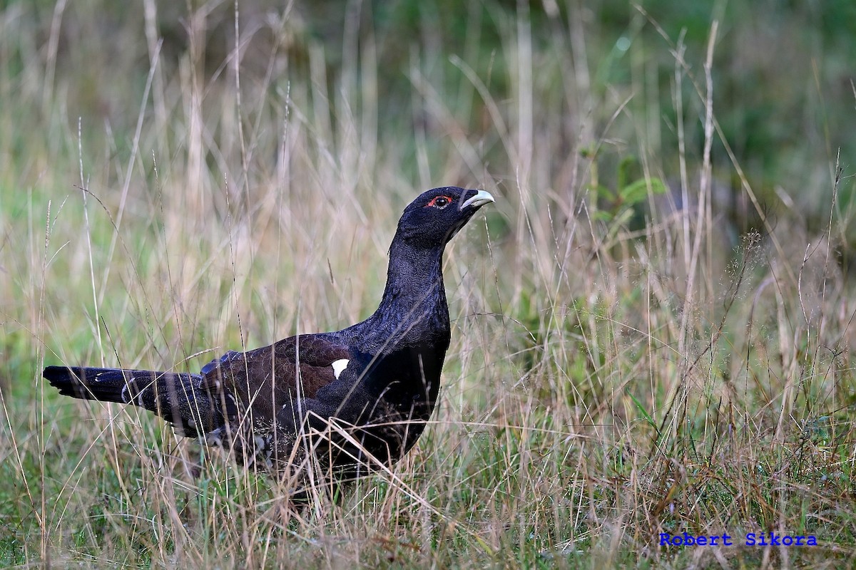 Basoilarra - ML643895773