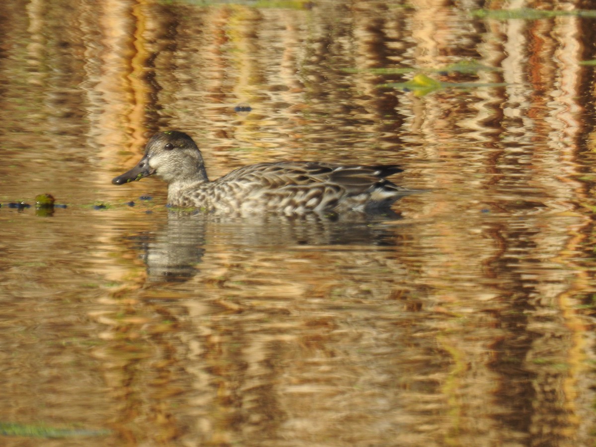 Green-winged Teal - ML643895825