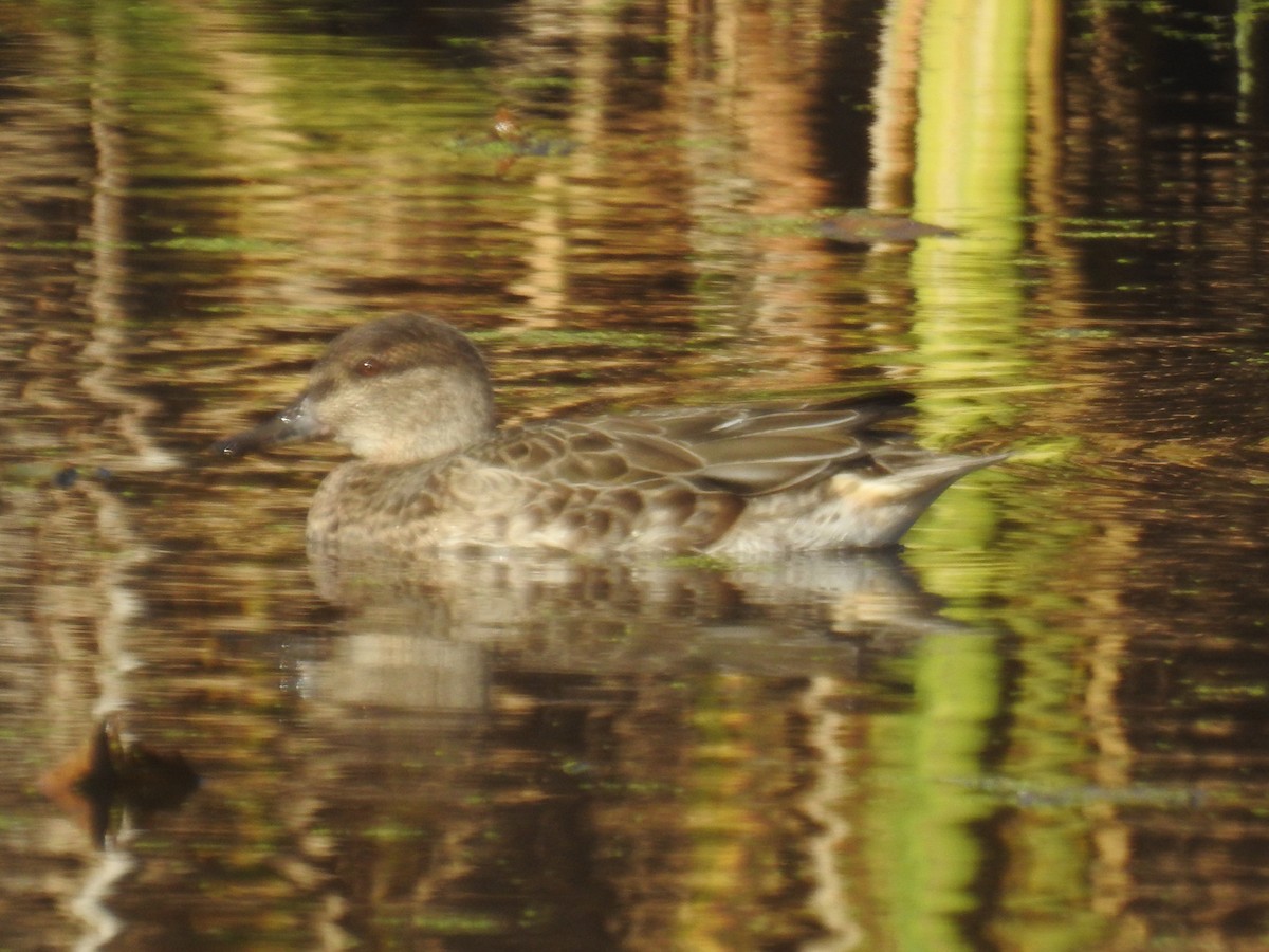 Green-winged Teal - ML643895826
