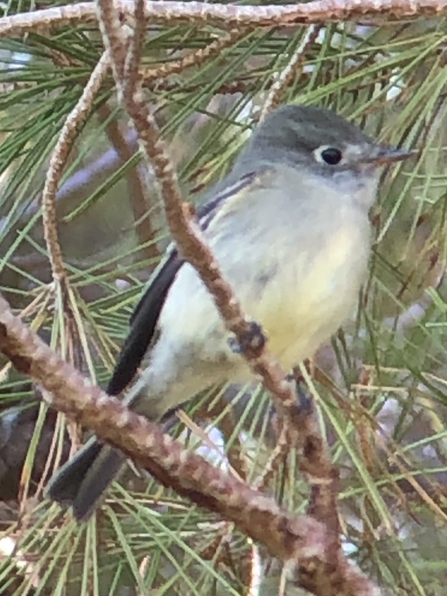 Hammond's Flycatcher - ML643895827