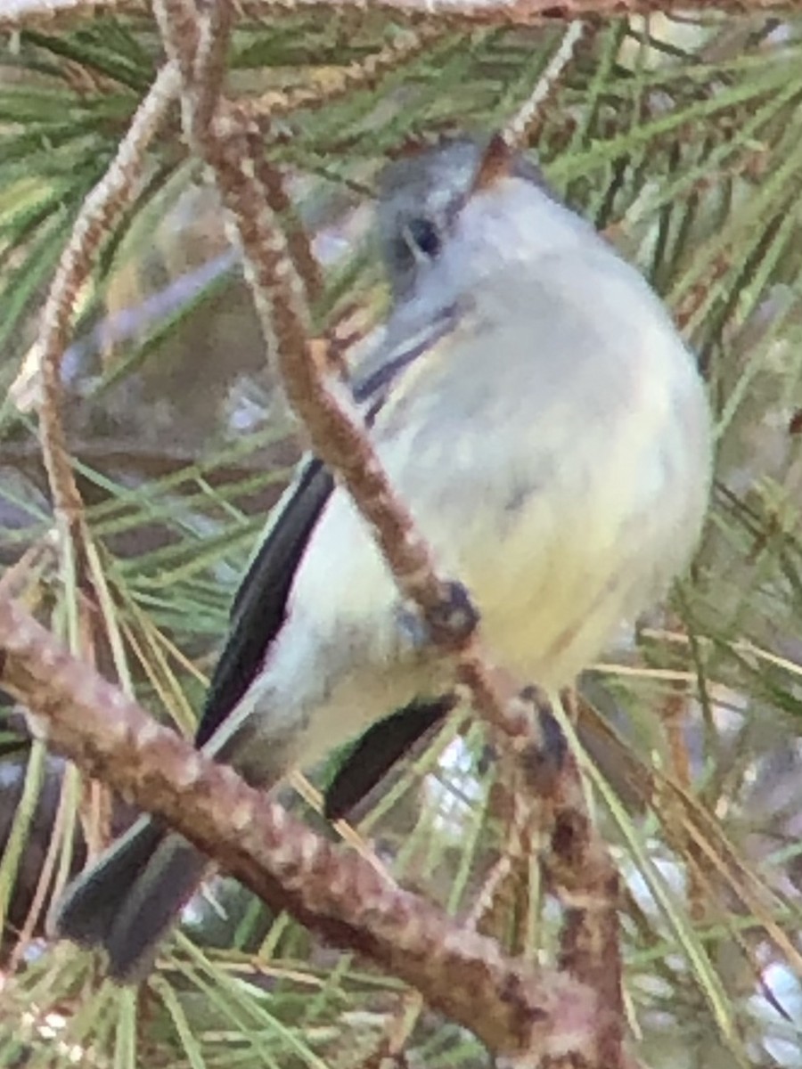 Hammond's Flycatcher - ML643895829