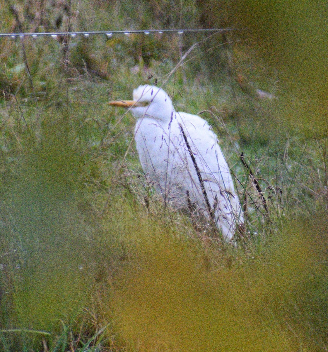 Western Cattle-Egret - ML643895830