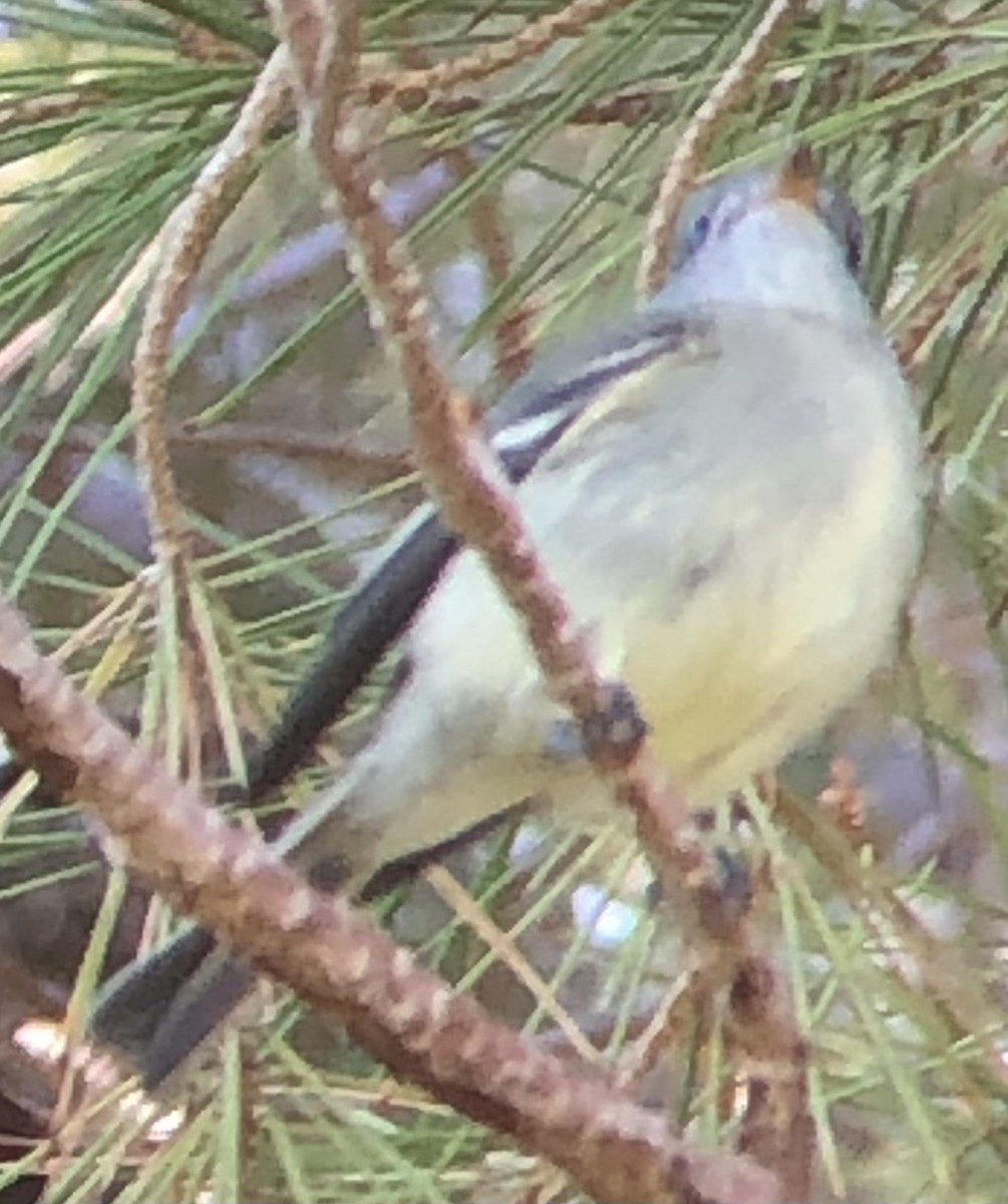 Hammond's Flycatcher - ML643895835