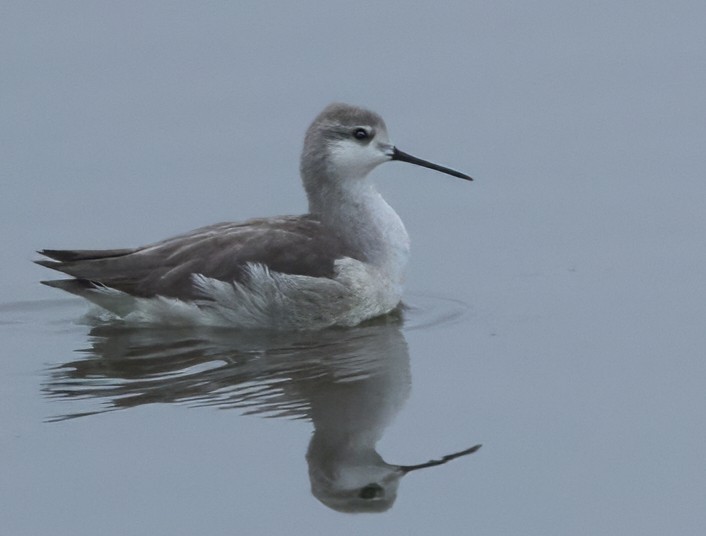 Wilson's Phalarope - ML643895837
