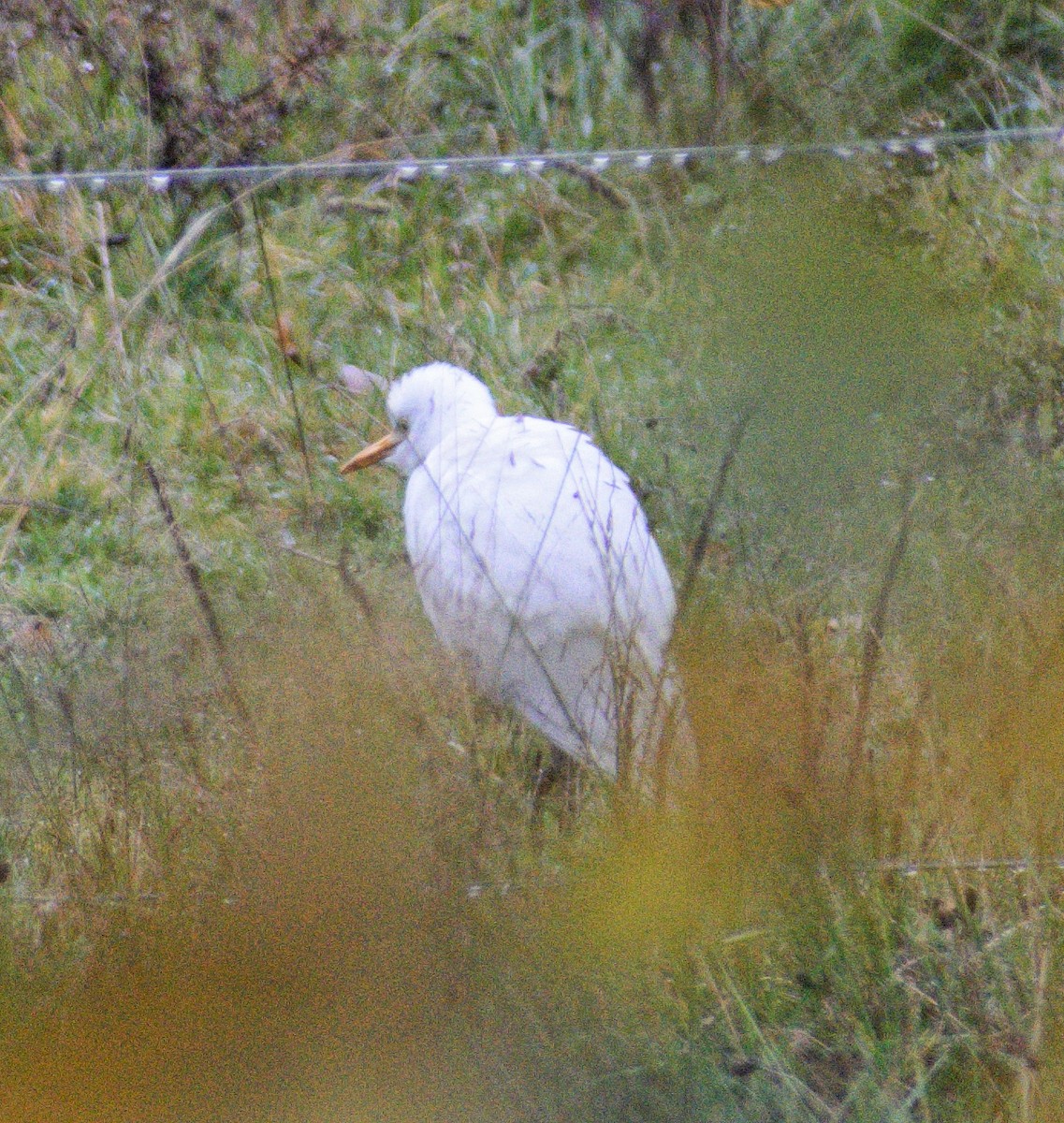 Western Cattle-Egret - ML643895838