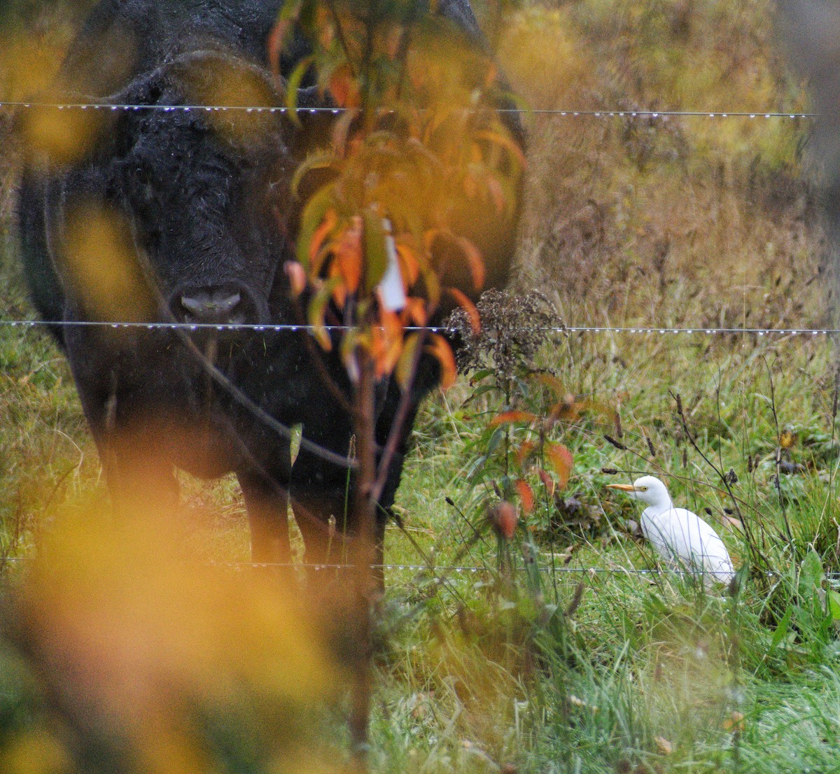 Western Cattle-Egret - ML643895850