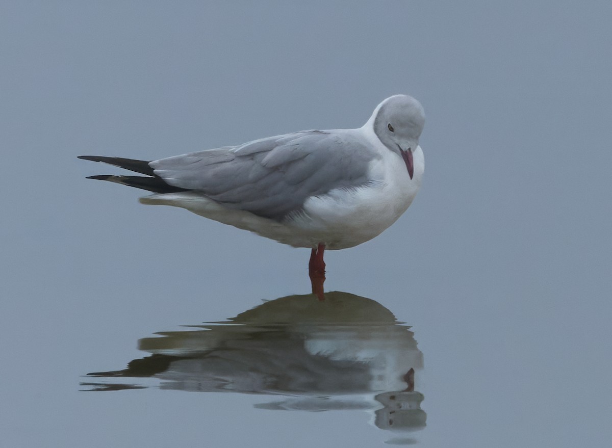 Antxeta burugrisa - ML643895854