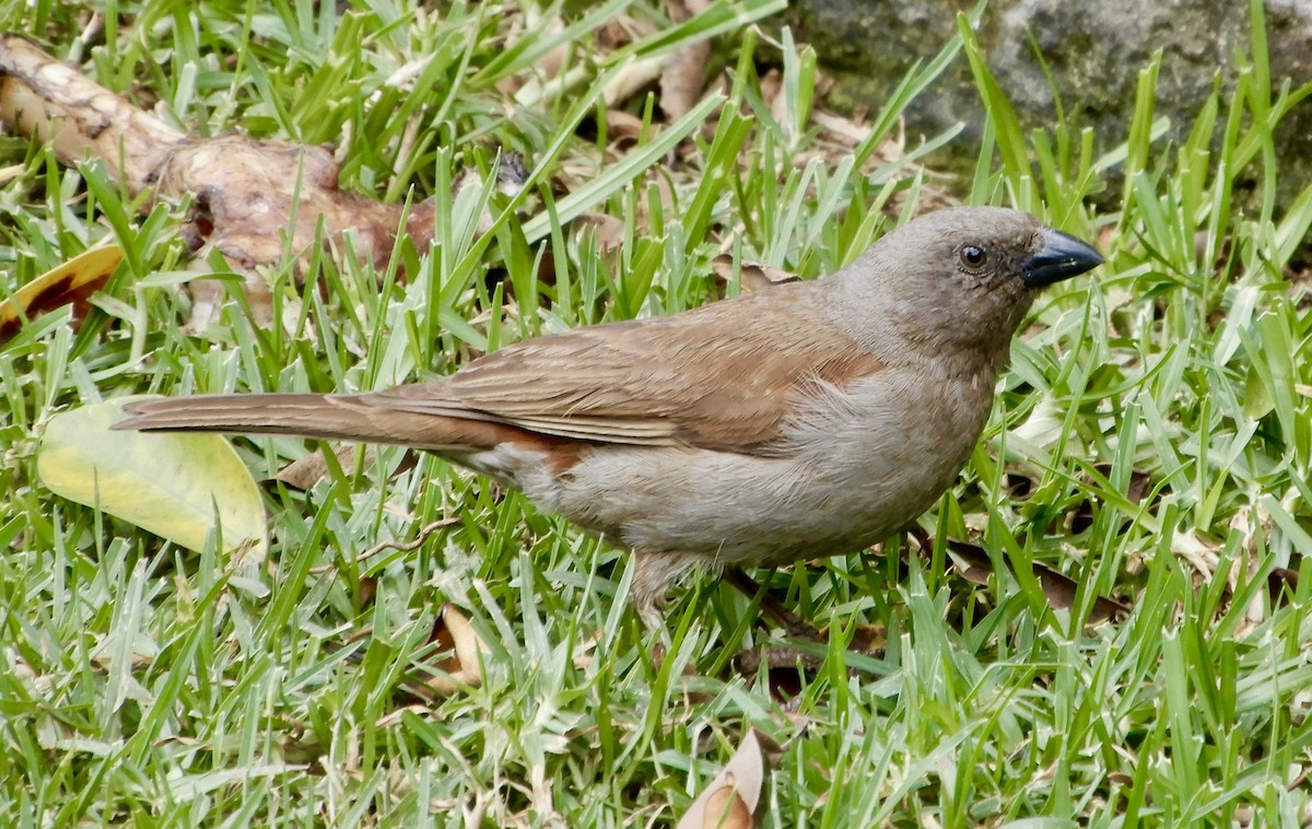 Swainson's Sparrow - ML643895863