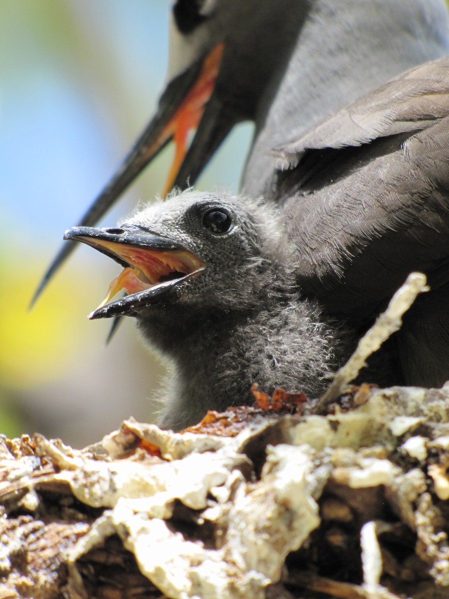 Lesser Noddy - ML643895864